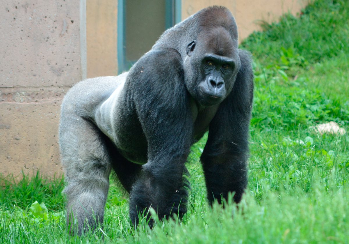 Apareamiento de los gorilas de lomo plateado