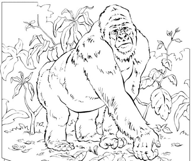 Dibujo para colorear a un gorila en la selva
