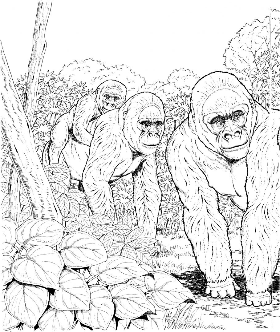 Dibujos de gorilas para colorear