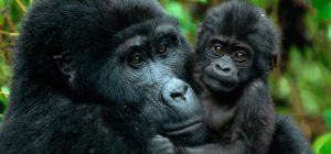Imágenes de gorilas